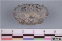 藏品(螃蟹)的圖片